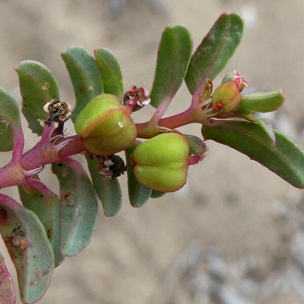 Euphorbia peplis Фрукт