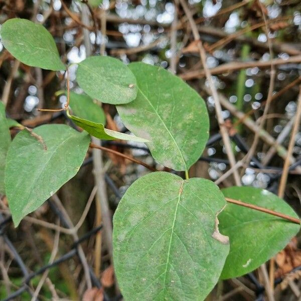 Symphoricarpos albus Levél