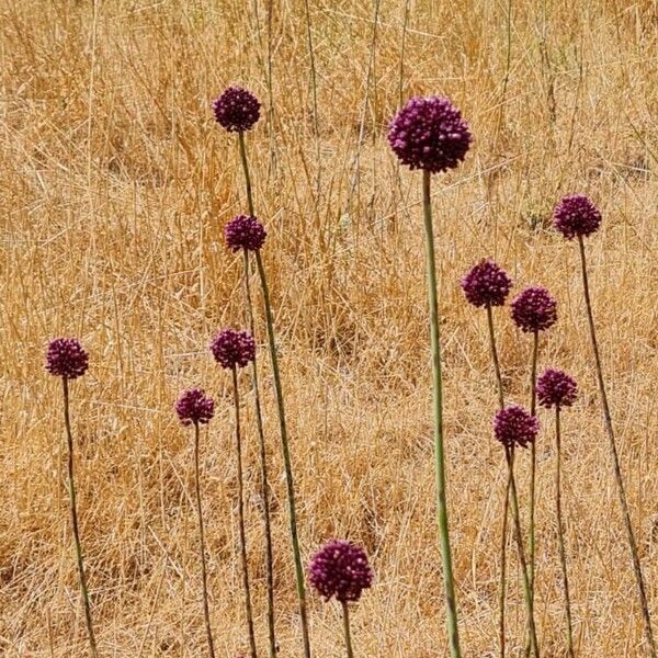 Allium atroviolaceum Staniste