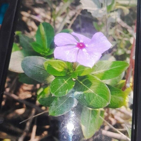 Catharanthus roseus Blodyn