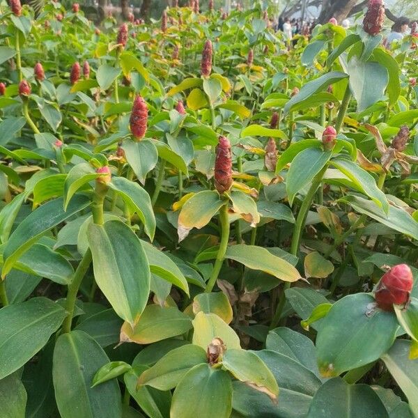 Costus woodsonii Çiçek