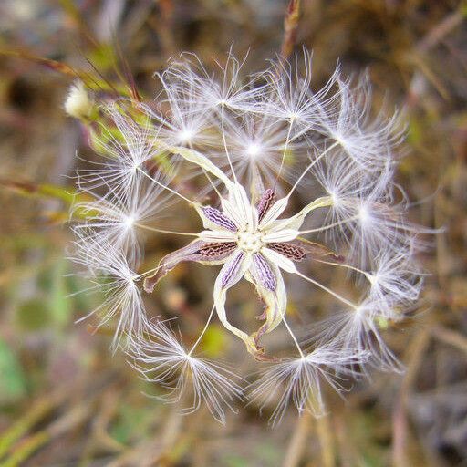 Agoseris heterophylla फल