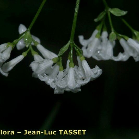 Asperula tinctoria 花