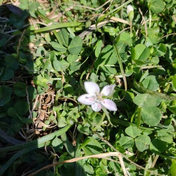 Claytonia virginica 花