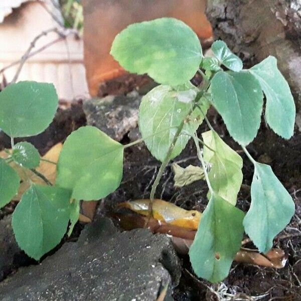 Acalypha indica Blad