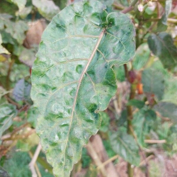 Solanum betaceum Leaf