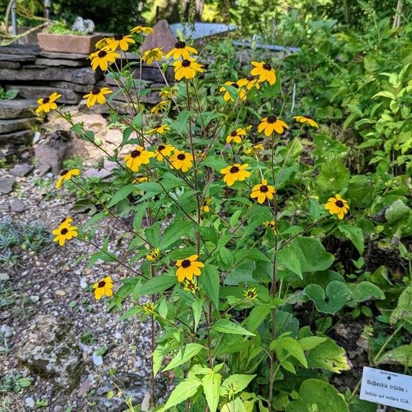 Rudbeckia triloba आदत