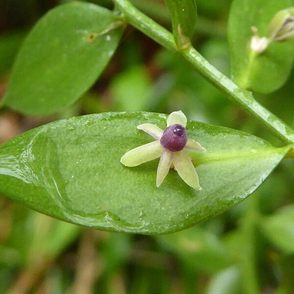 Ruscus aculeatus Flor