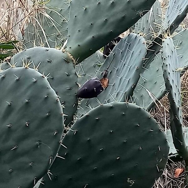 Opuntia engelmannii Frukt