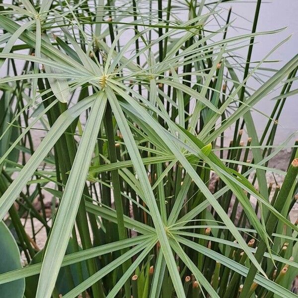 Cyperus alternifolius পাতা