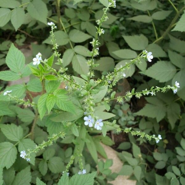 Myosotis arvensis Leaf