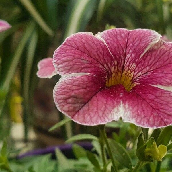 Calibrachoa parviflora Цвят