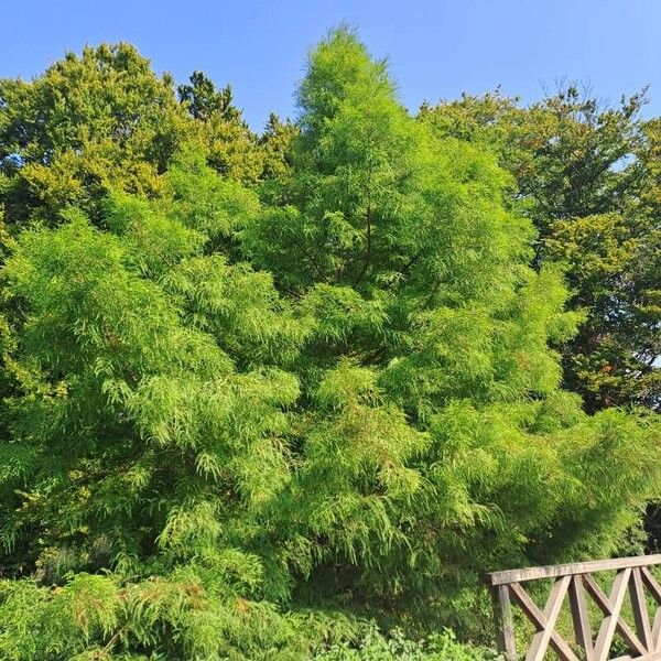 Taxodium distichum Plante entière