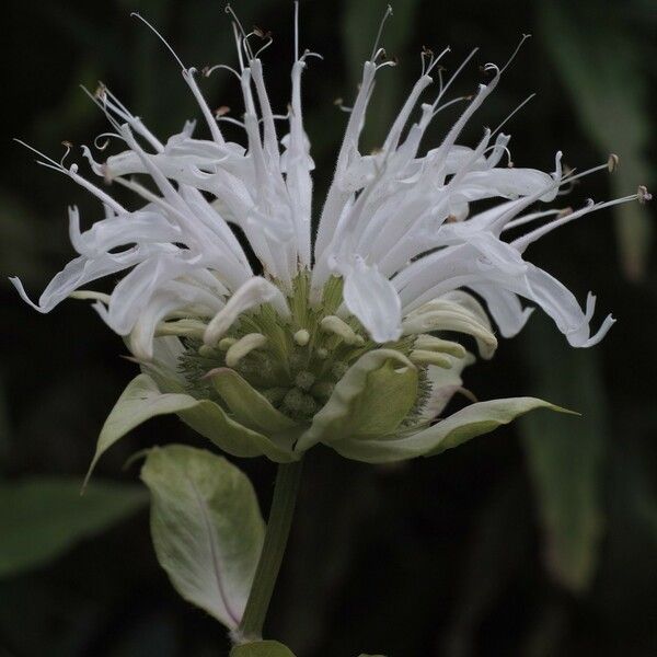 Monarda clinopodia Blodyn