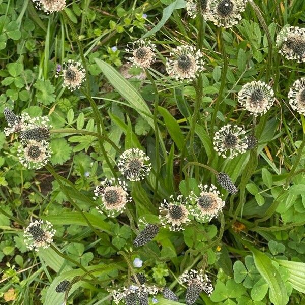 Plantago argentea 花