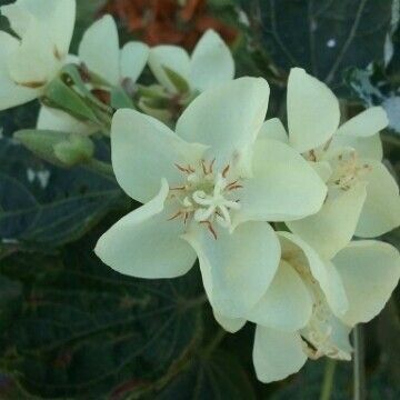 Dombeya acutangula പുഷ്പം