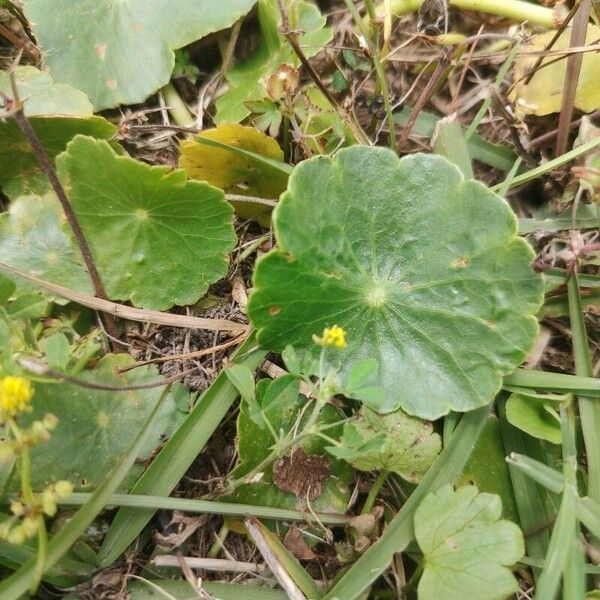 Hydrocotyle bonariensis برگ