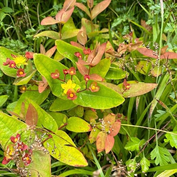 Hypericum androsaemum Blomst