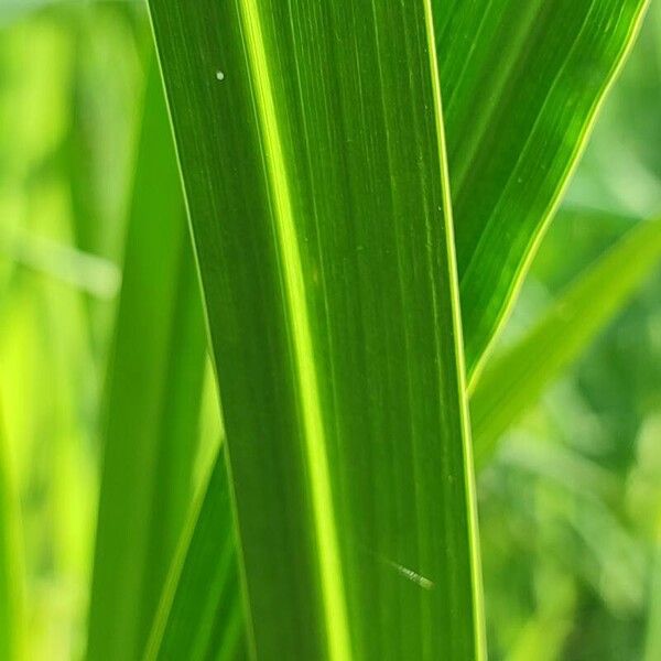 Acorus calamus Leaf