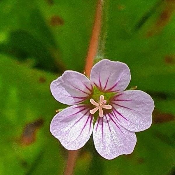 Geranium aculeolatum Flower