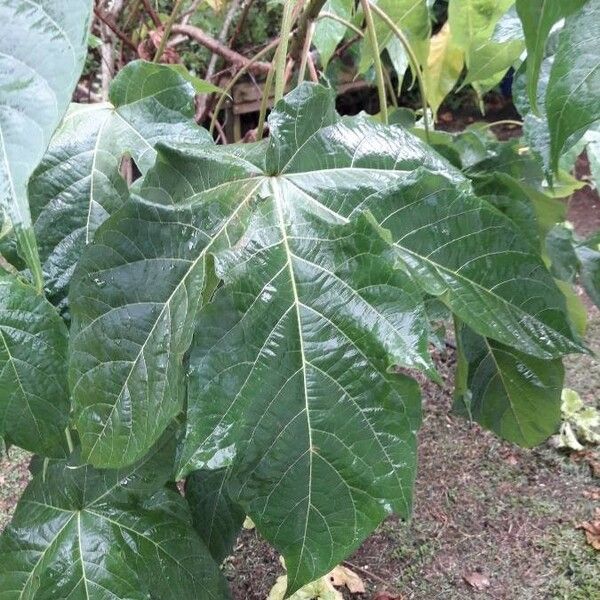 Gossypium barbadense Ліст