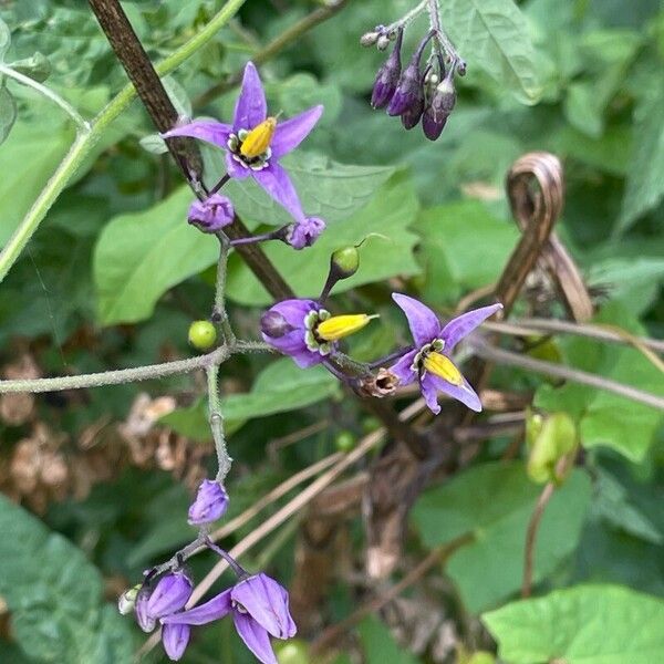 Solanum dulcamara Kukka