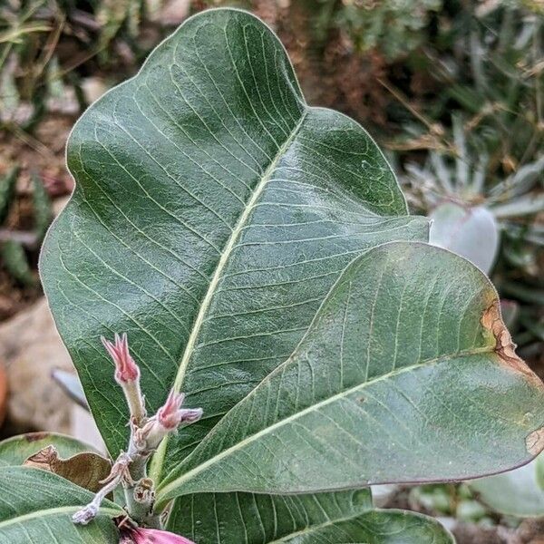 Adenium boehmianum Leht