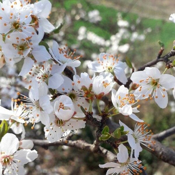 Prunus spinosa Flors