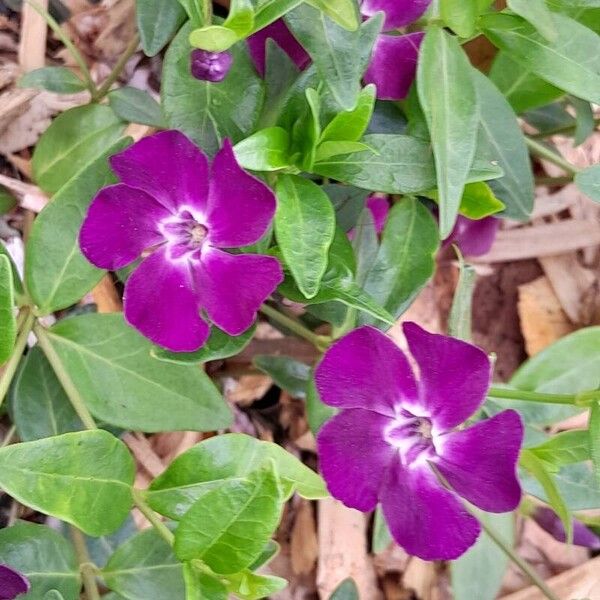 Vinca minor 花