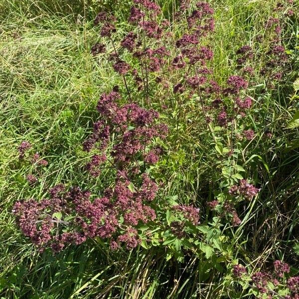 Origanum vulgare Habitus