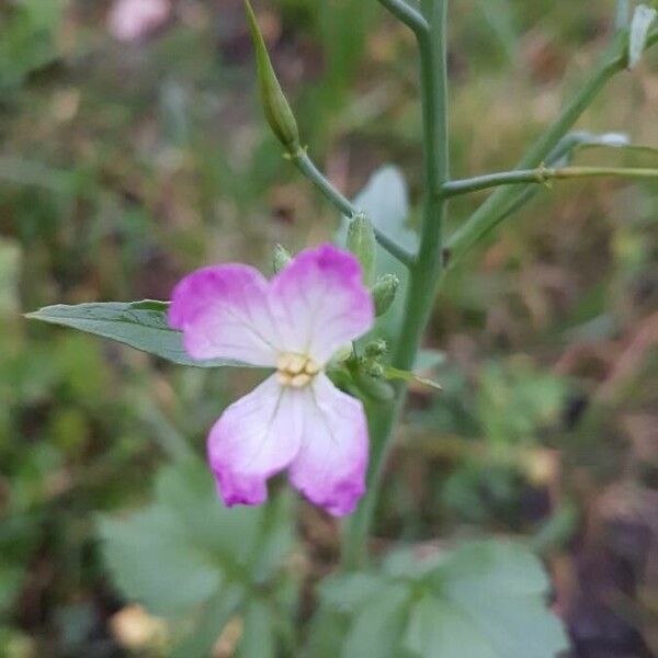 Raphanus raphanistrum Blomst