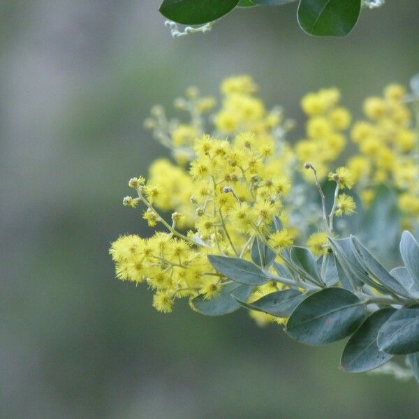 Acacia podalyriifolia Blüte