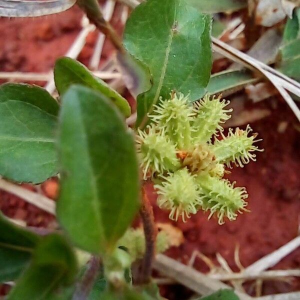 Acanthospermum australe Fruit