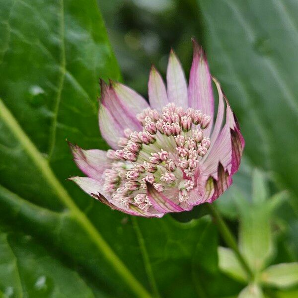 Astrantia major 花