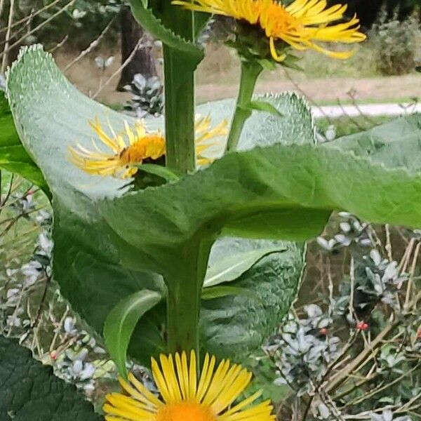 Inula racemosa Žiedas