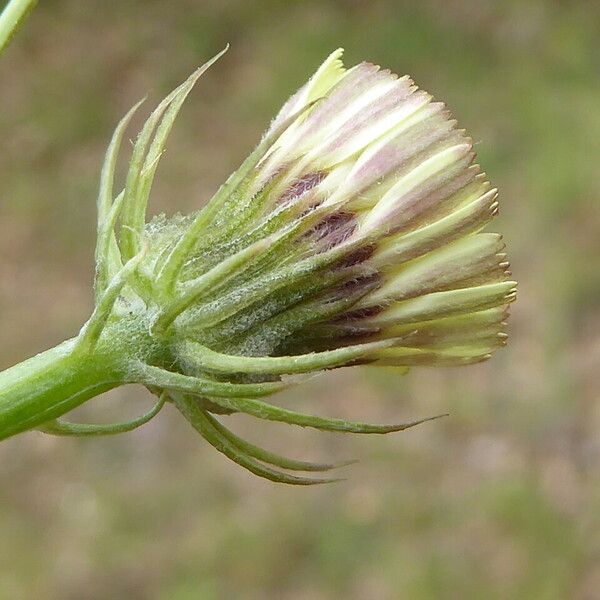 Tolpis barbata Flower