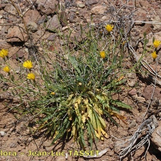 Launaea lanifera Συνήθη χαρακτηριστικά