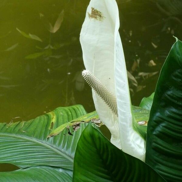 Spathiphyllum friedrichsthalii Flower