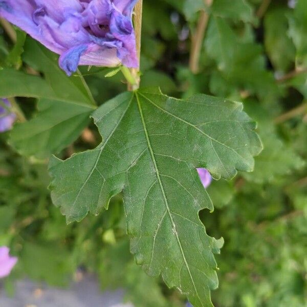 Hibiscus syriacus Leht