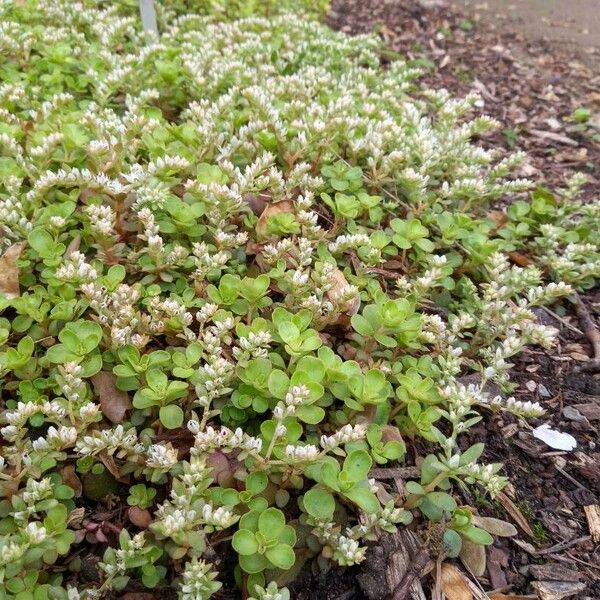 Sedum ternatum Habit