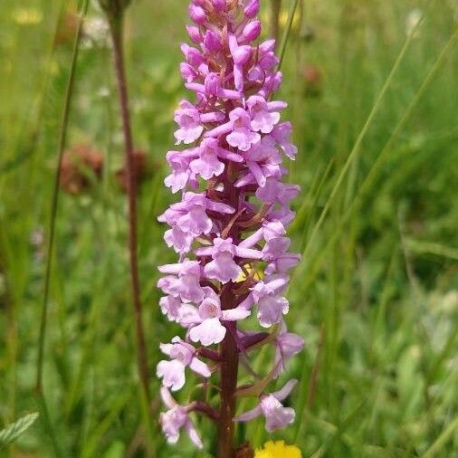 Gymnadenia conopsea Blomst