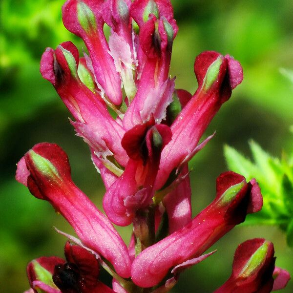 Fumaria officinalis Λουλούδι