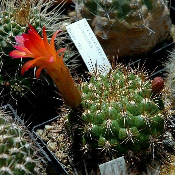 Matucana aurantiaca Flor