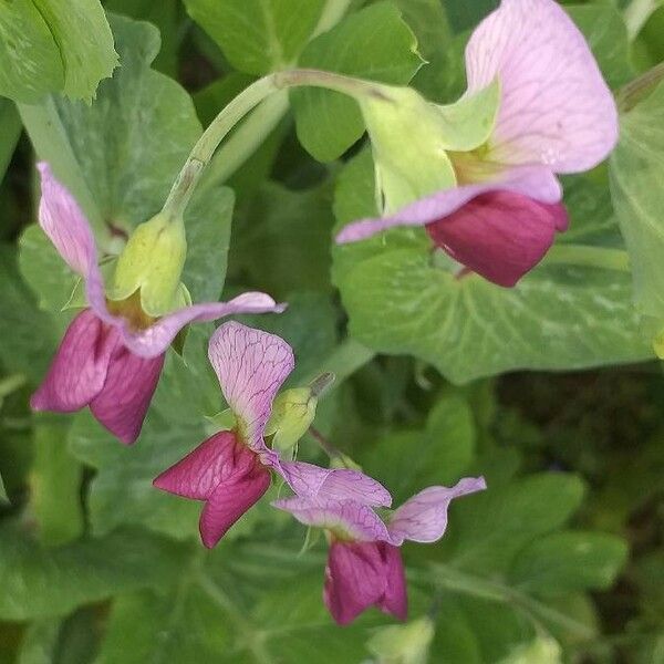 Pisum sativum Flower