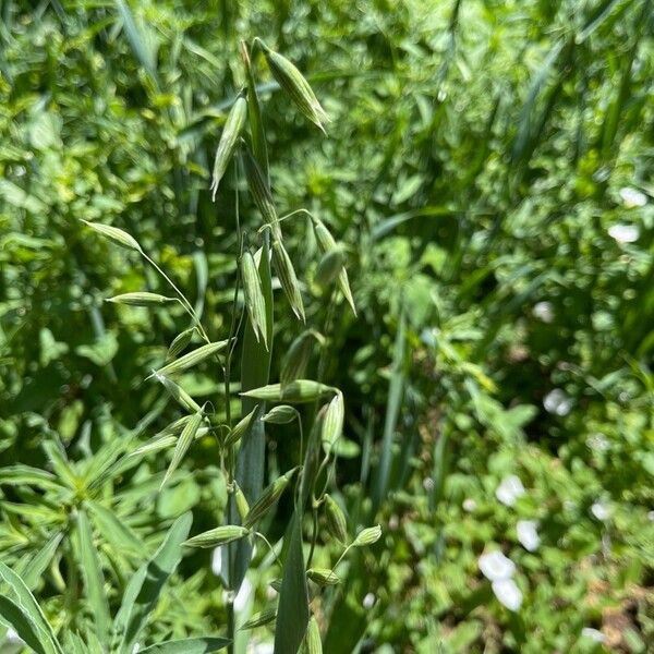 Avena sativa Fruit