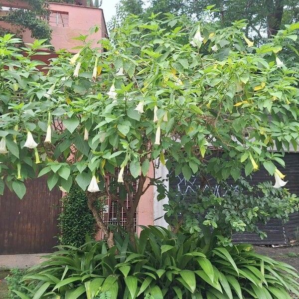 Brugmansia × candida Õis