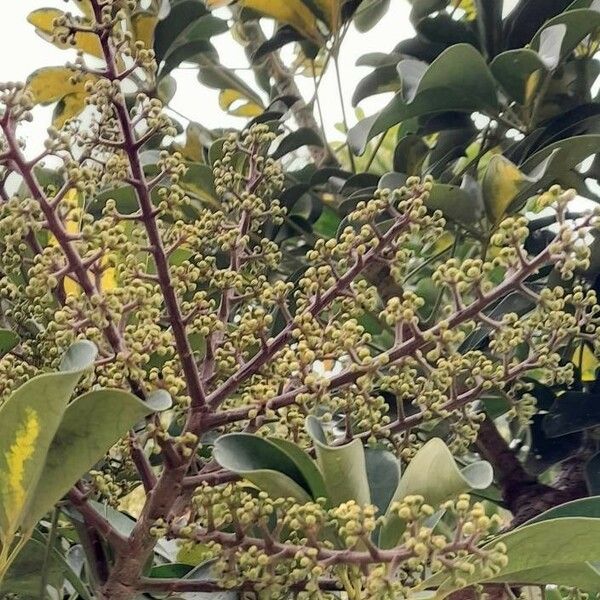 Schefflera arboricola Blomst