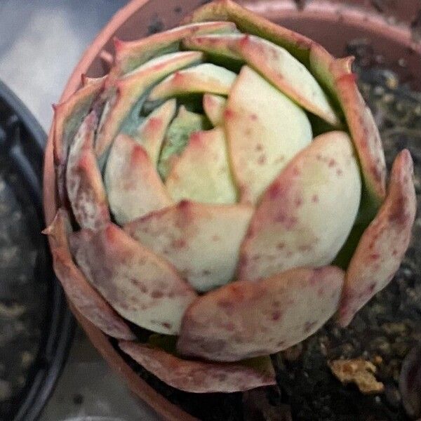 Echeveria colorata पत्ता