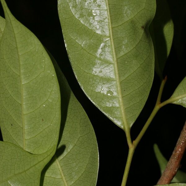 Sarcaulus brasiliensis Leaf