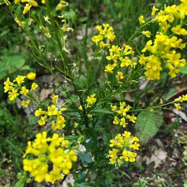 Barbarea orthoceras Flor